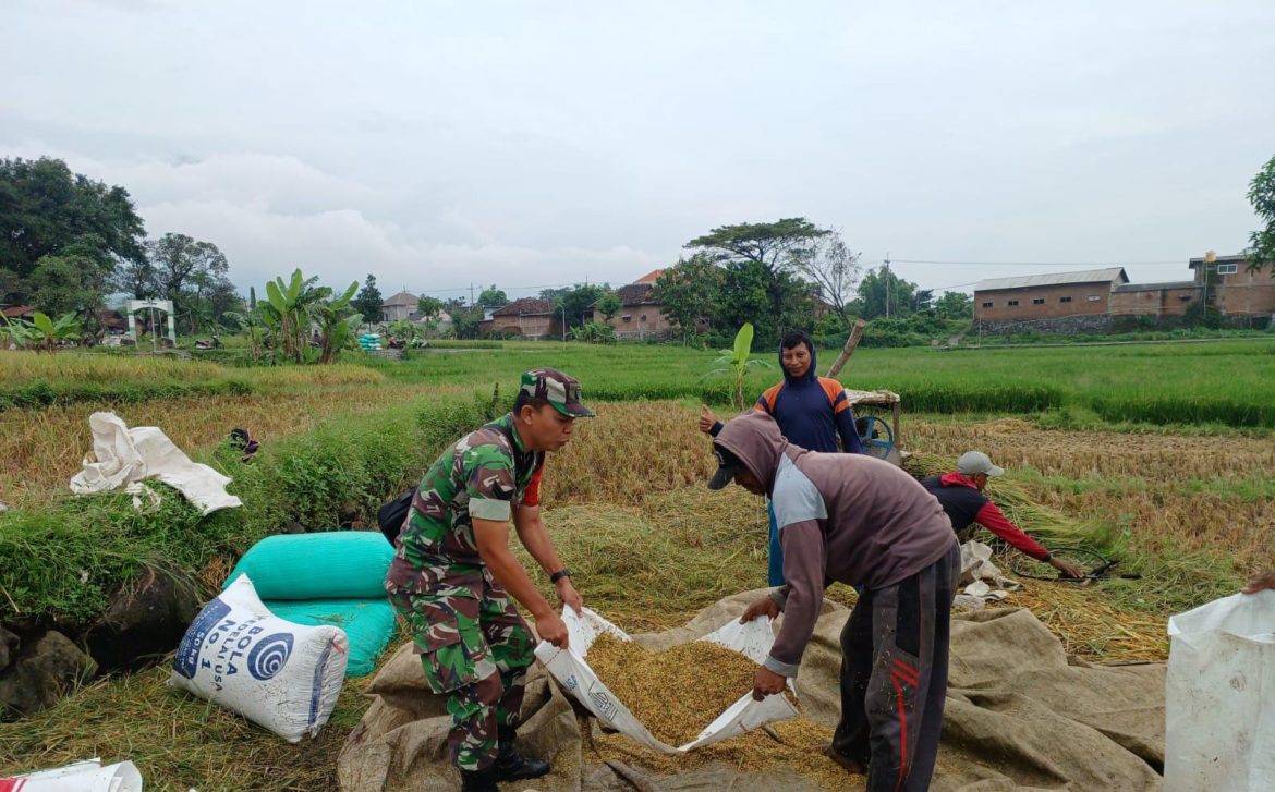 Babinsa Terjun Langsung Dampingi Petani dalam Penimbangan Padi oleh Bulog