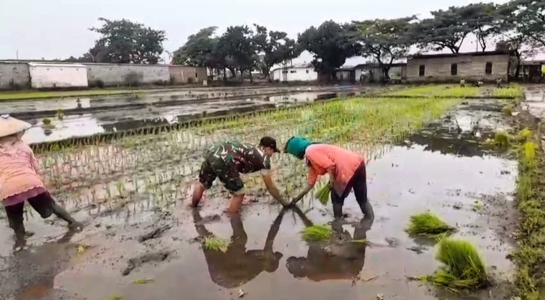 Serda Jainul Mustofa Dampingi Petani Tanam Padi, Dukung Ketahanan Pangan Nasional di Lekok