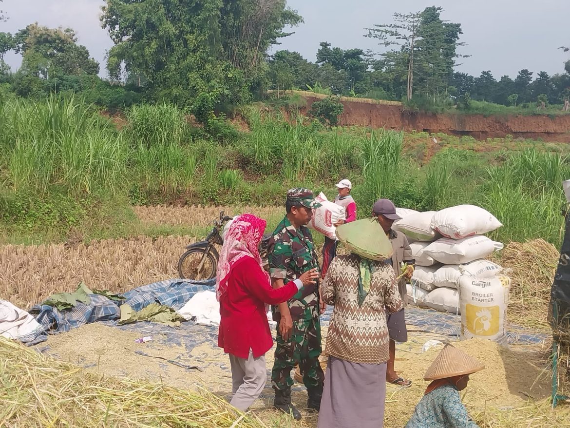 Dukung Serapan Gabah, Babinsa Turun Langsung ke Sawah