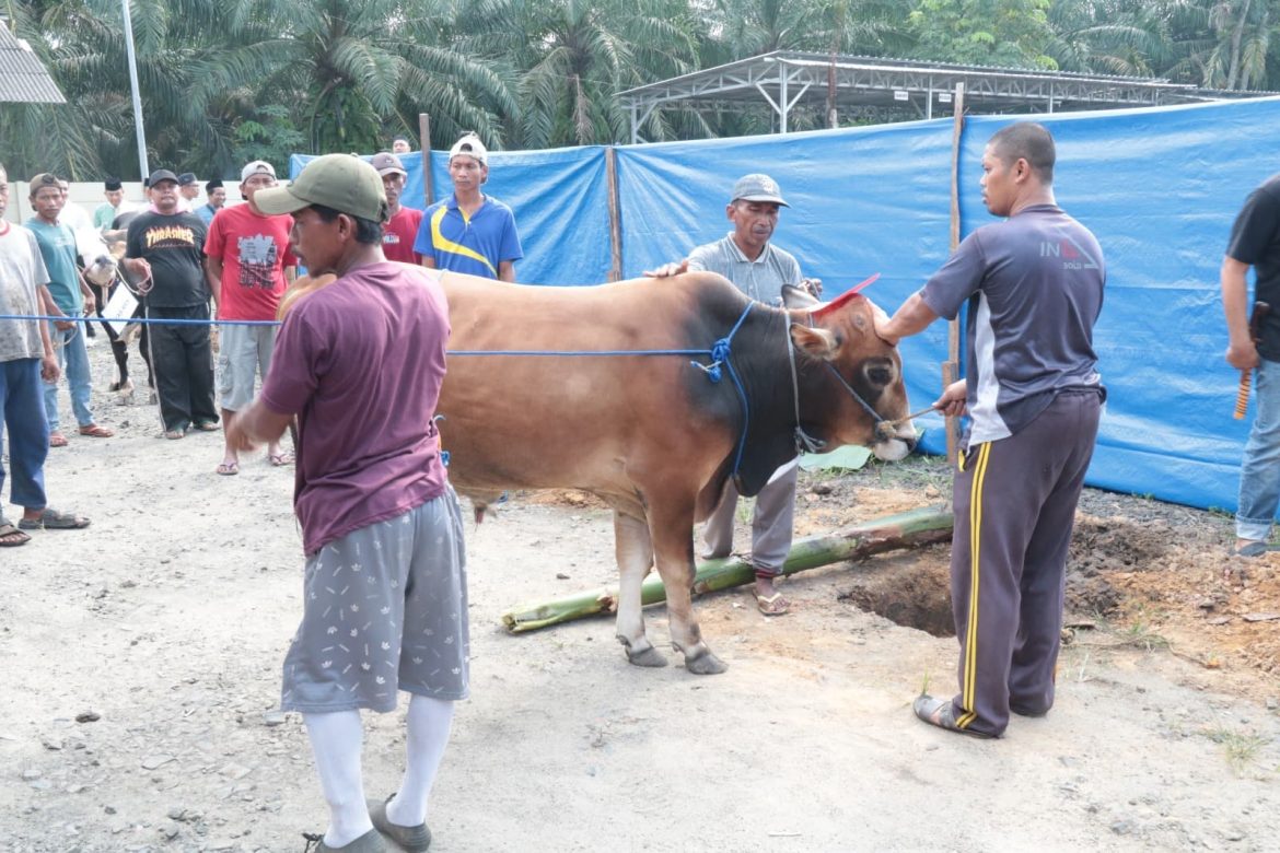 Momen Hari Raya Idul Adha 1446 H, Polres Tulang Bawang Sembelih 15 Ekor Hewan Kurban