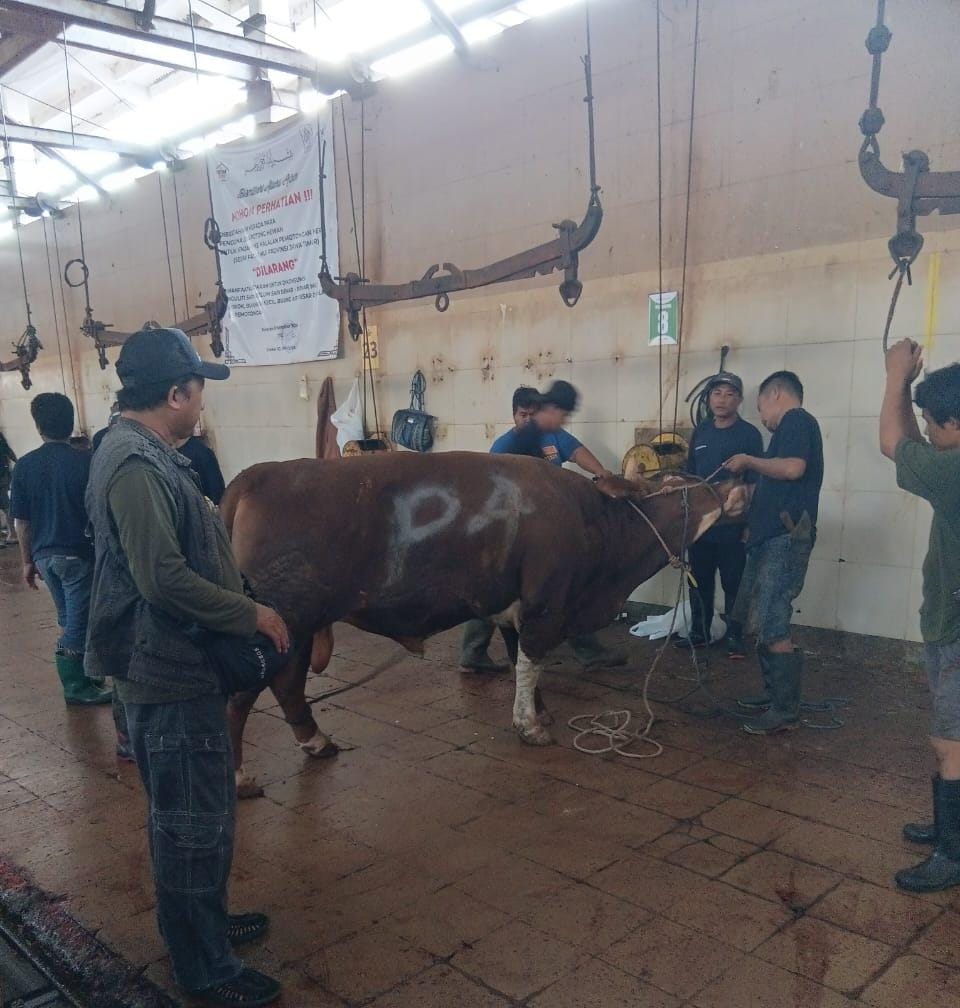 Perumda Air Minum Surya Sembada Salurkan 14 Sapi Kurban pada Idul Adha 1446 H, Wujud Kepedulian dan Komitmen Layanan untuk Kota Surabaya