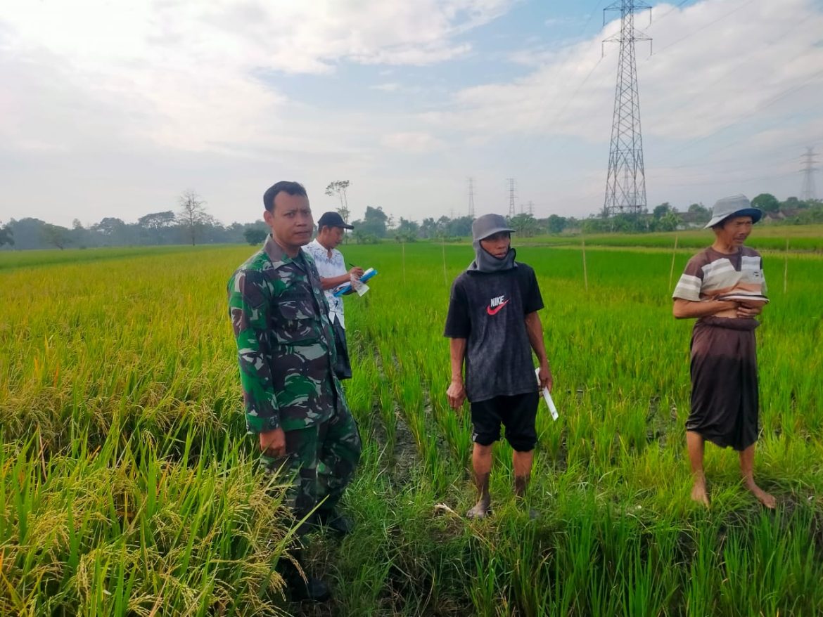 Babinsa Hadiri Kegiatan Penerapan Pengelolahan Hama Terpadu