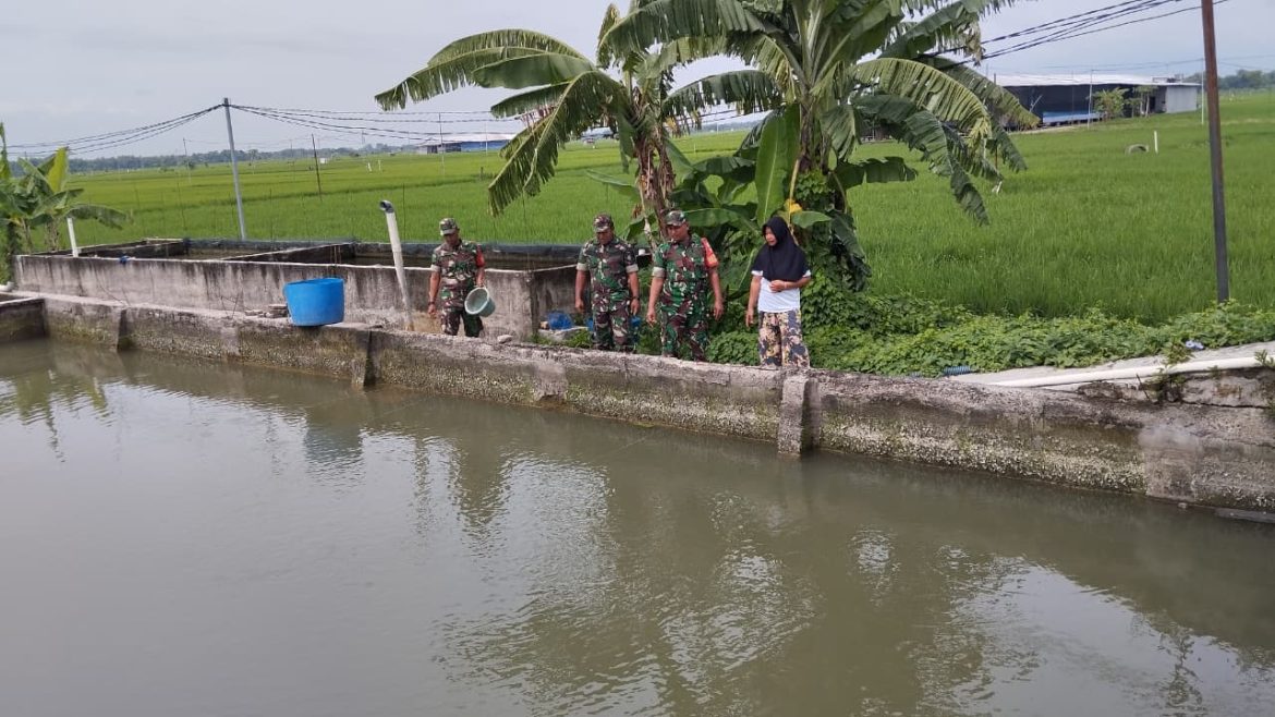 Babinsa Pantau Kolam Lele, Pastikan Ketersediaan Pakan Terjaga untuk Kesejahteraan Peternak