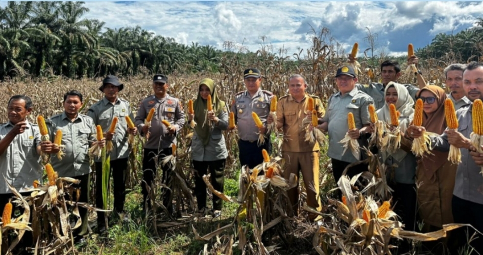 “Kapolsek Rambah Hilir Iptu Okto Wahyudi Turun Langsung Kawal Panen Jagung Di Desa Rambah, Dukung Ketahanan Pangan Nasional”