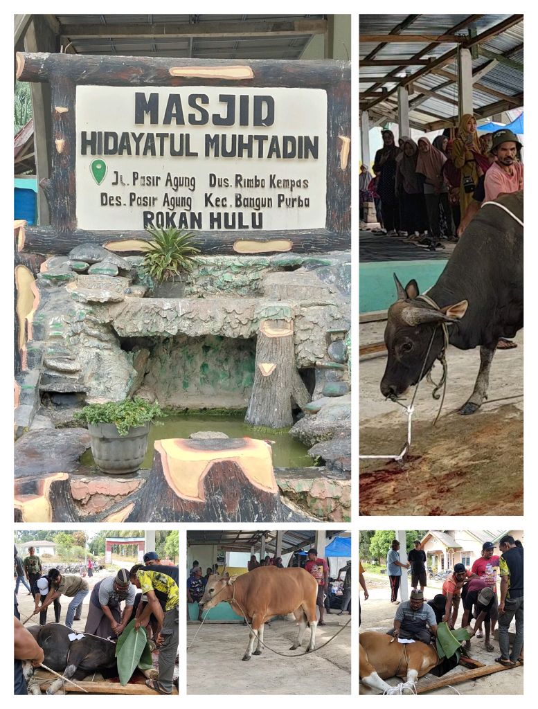 “Semangat Kebersamaan: Umat Muslim RW 08 Dusun Rimbo Kempas Sukses Laksanakan Ibadah Kurban 1447 H”