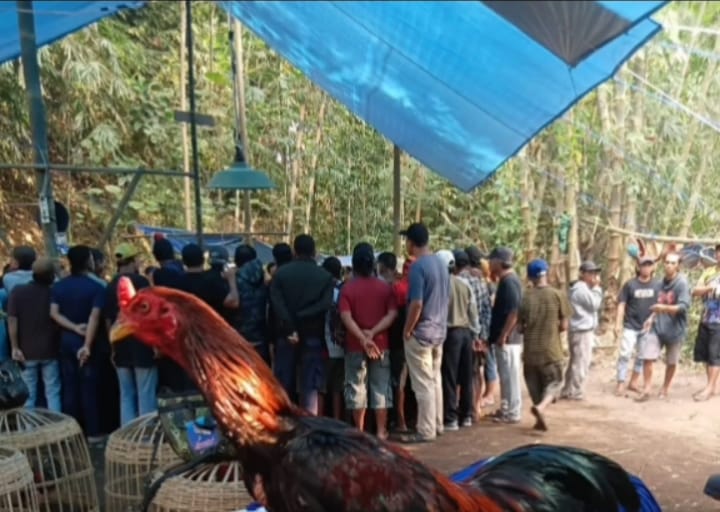Dugaan Praktik Sabung Ayam Disorot, Masyarakat Desak Polsek Tongas dan Polres Probolinggo Kota Bertindak Tegas