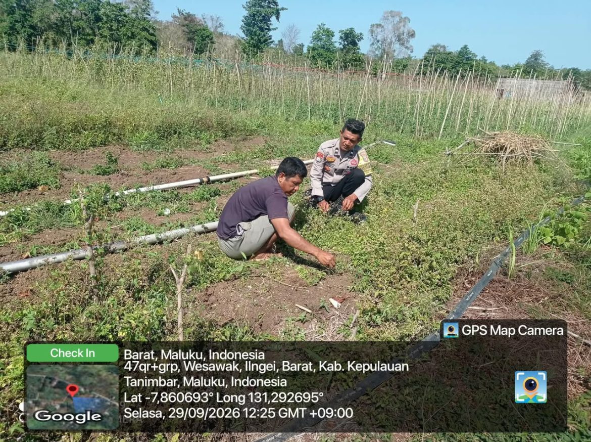 Dukung Ketahanan Pangan dan Cegah Konflik Lahan, Bhabinkamtibmas Persiapan Ilngei Barat Sambangi Petani di Kebun
