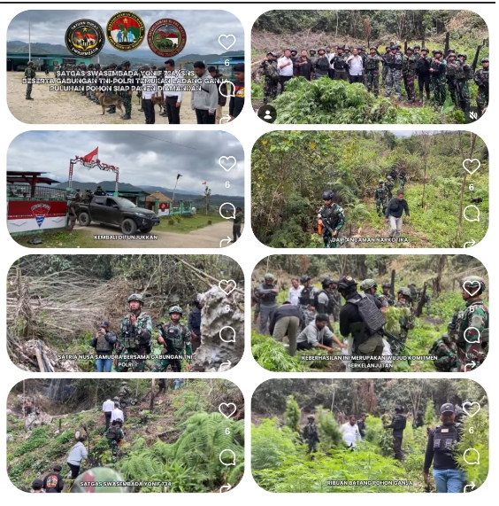 Sinergi Operasi Gabungan TNI-Polri Bongkar Ladang Ganja Ribuan Batang di Pedalaman Pegunungan Bintang